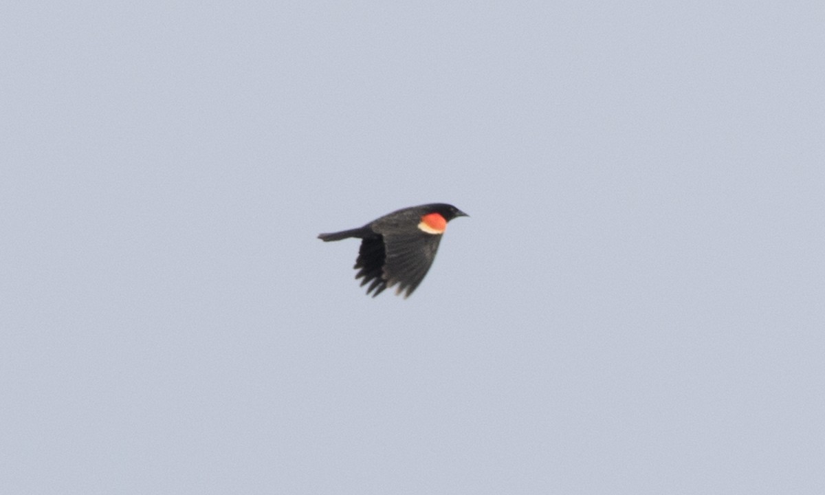 Red-winged Blackbird - ML104212411