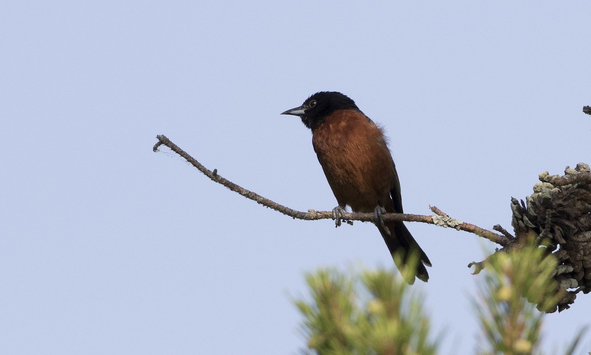 Orchard Oriole - ML104212441