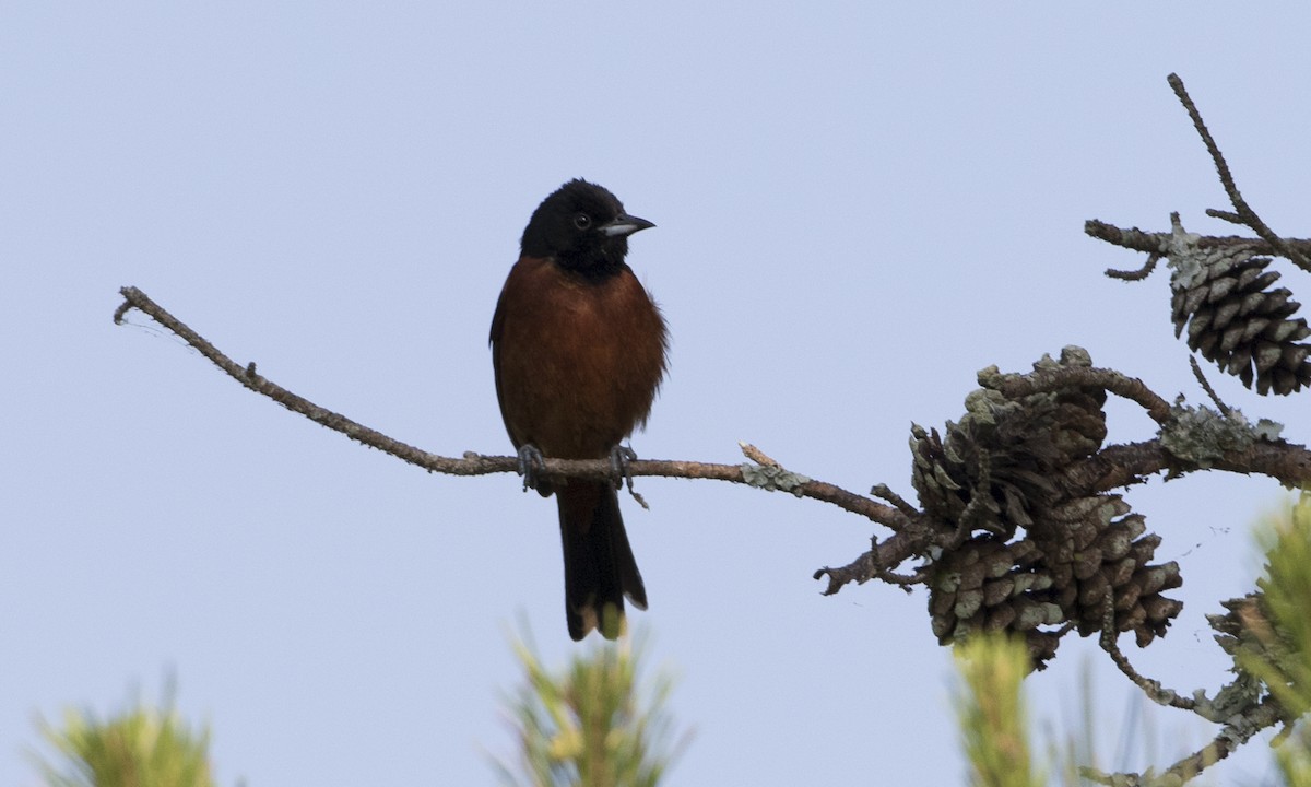 Orchard Oriole - ML104212451