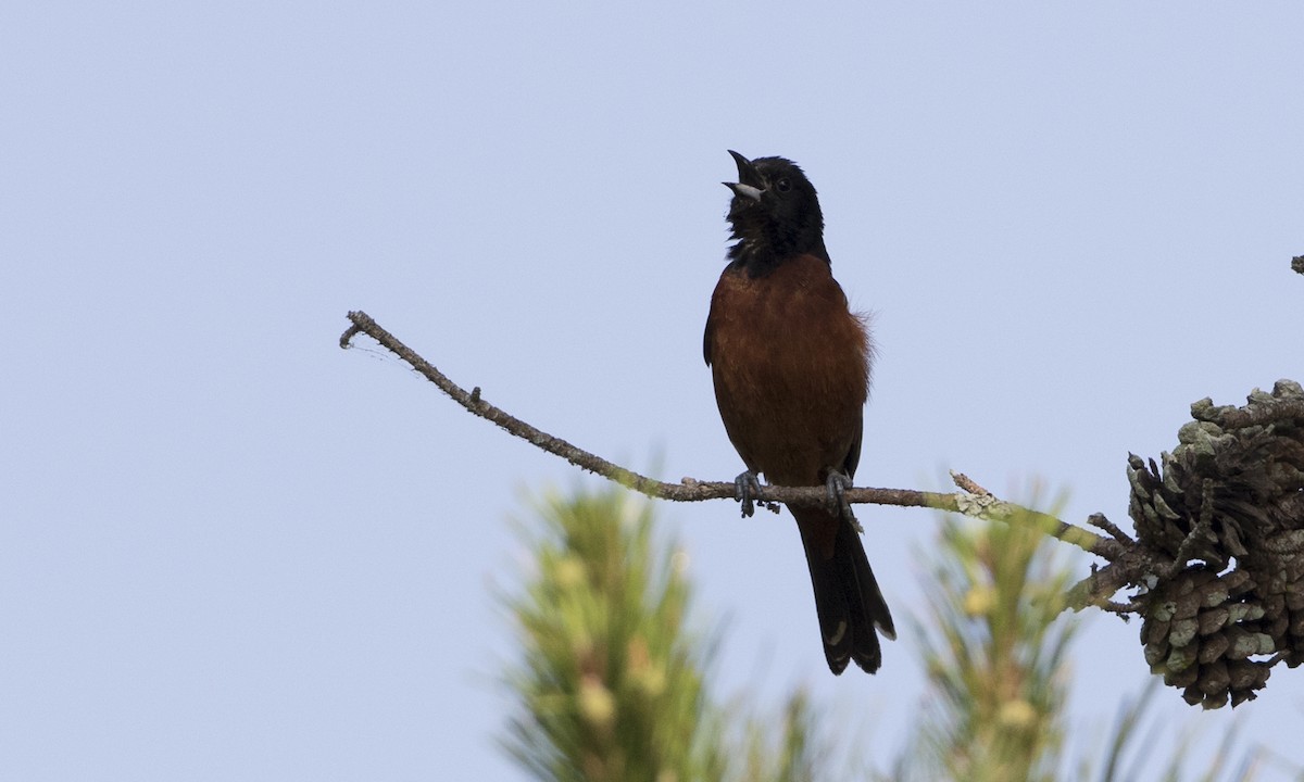 Orchard Oriole - ML104212461
