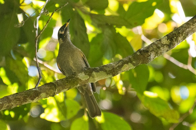 Bridled Honeyeater