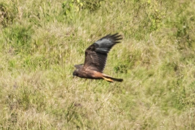 Swamp Harrier