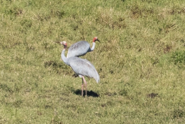 Sarus Crane