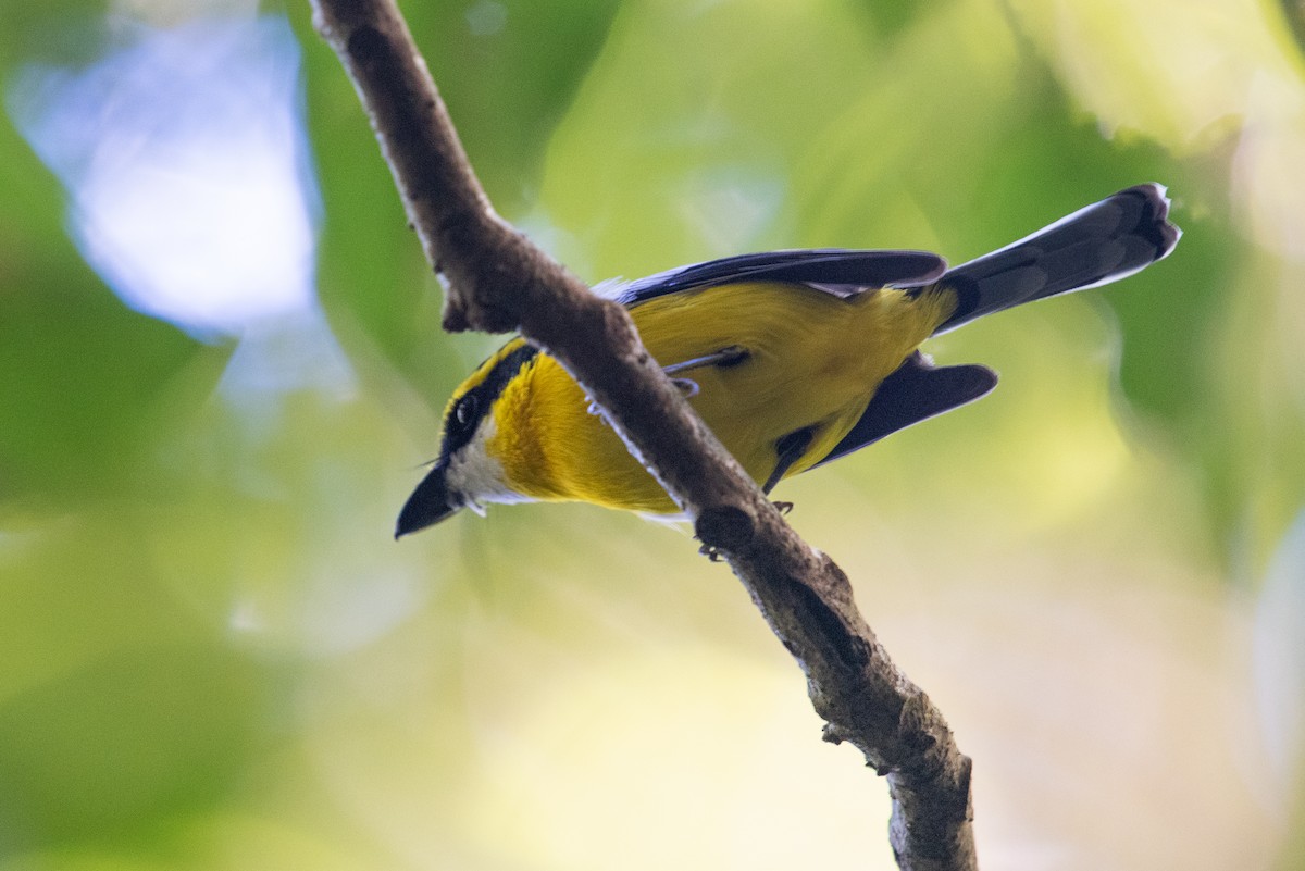 Yellow-breasted Boatbill - ML104214681