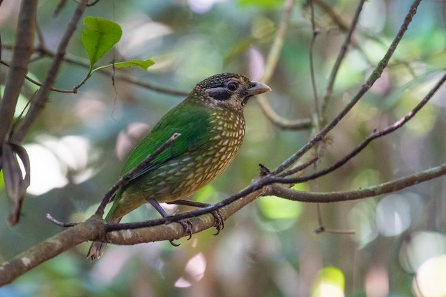 Spotted Catbird