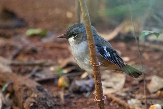 Gray-headed Robin