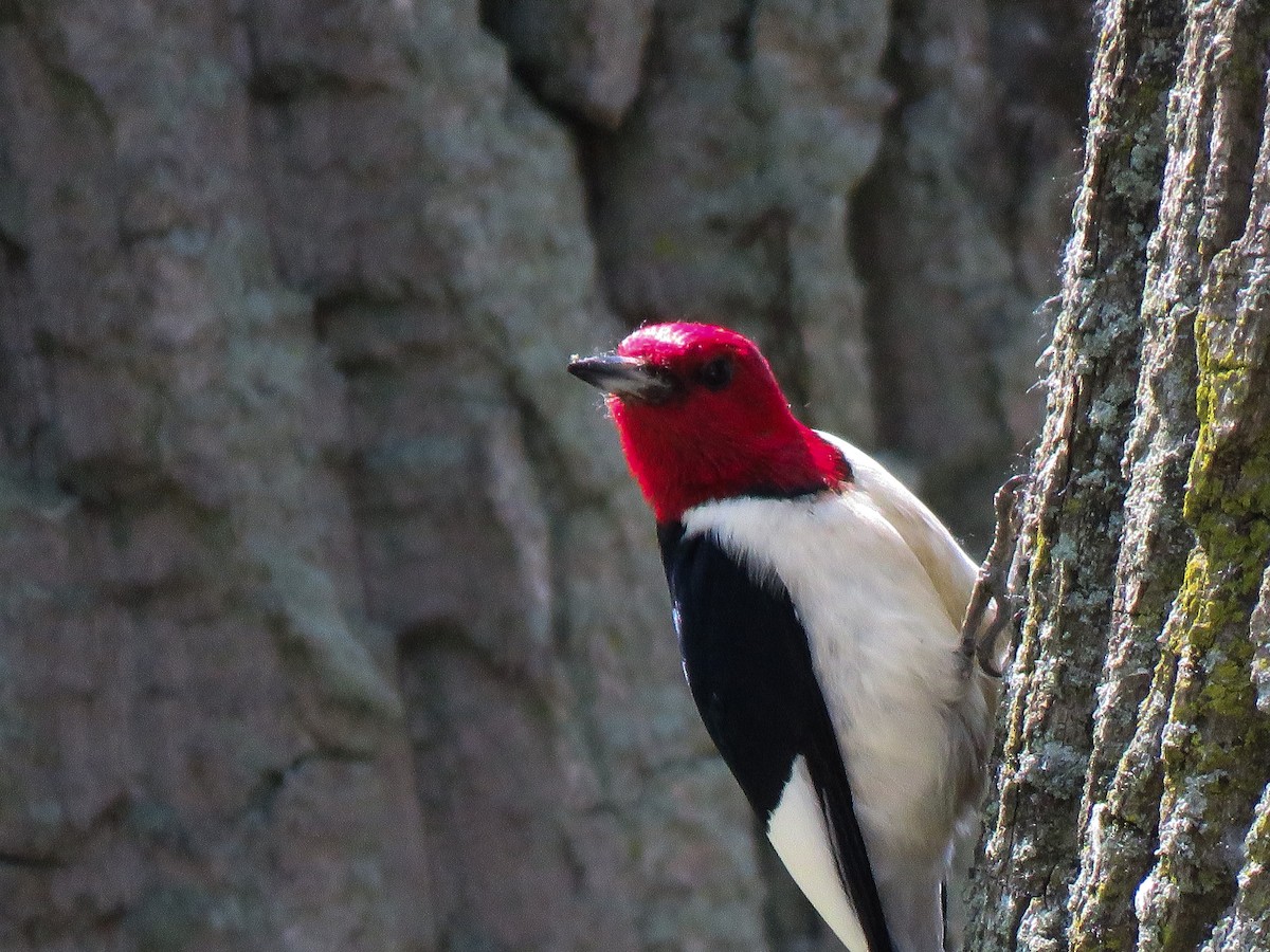Red-headed Woodpecker - ML104216011