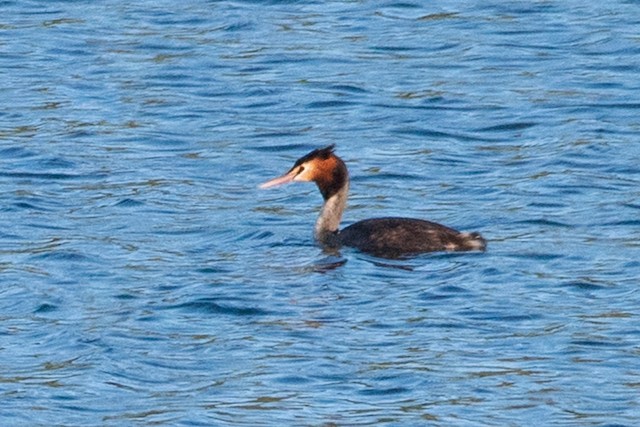 Great Crested Grebe