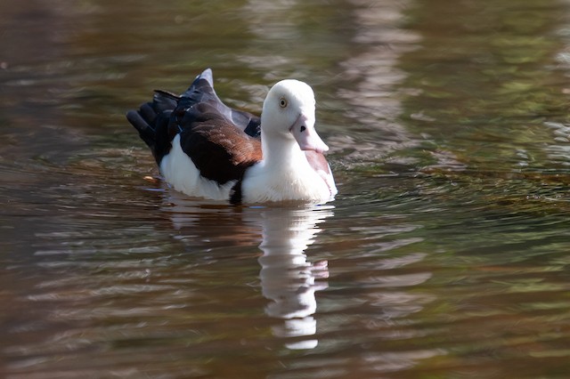 Radjah Shelduck