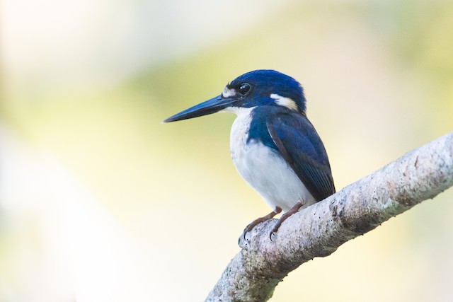 Little Kingfisher