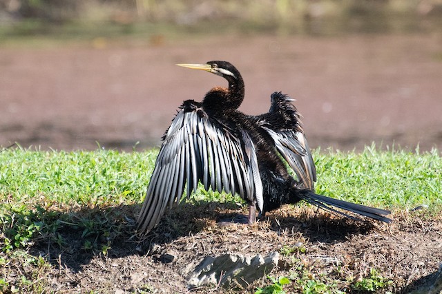 Australasian Darter