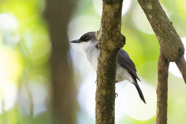 Mangrove Robin