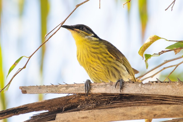 Varied Honeyeater