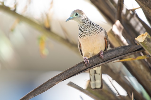 Peaceful Dove