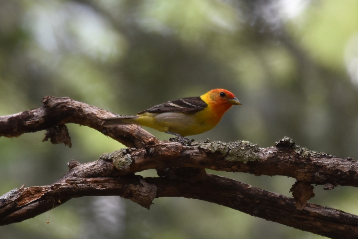 Western Tanager - Michael Schall