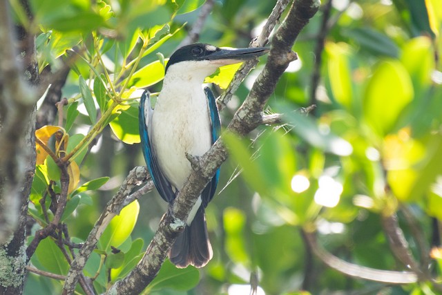 Torresian Kingfisher