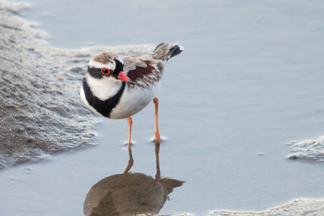 Black-fronted Dotterel