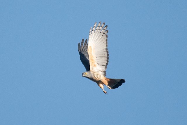 Pacific Baza