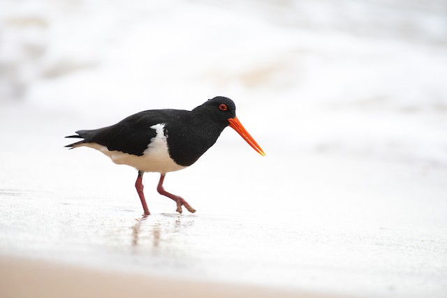 Pied Oystercatcher