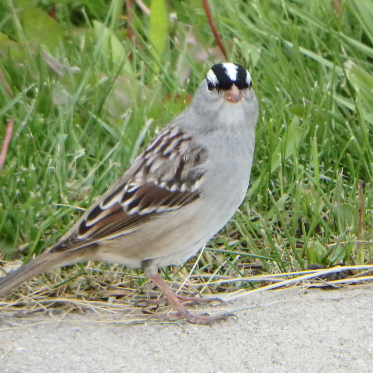 White-crowned Sparrow - Bill Ypsilantis