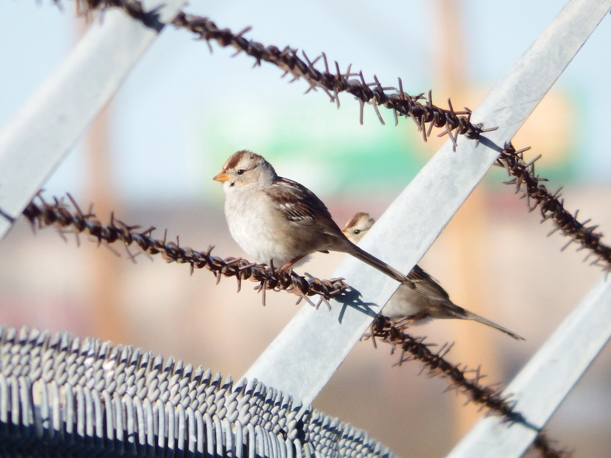 White-crowned Sparrow - Bill Ypsilantis