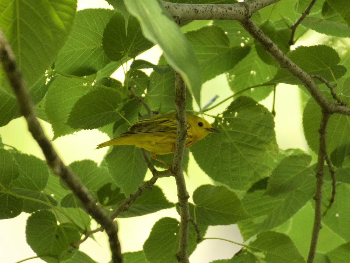 Yellow Warbler - Linda Ankerstjerne Olsen