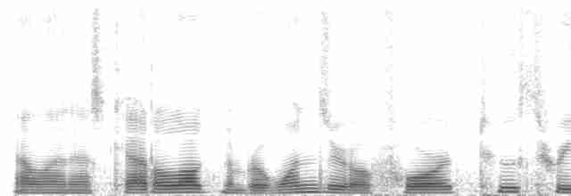 regnbueparakitt (picta) - ML104231