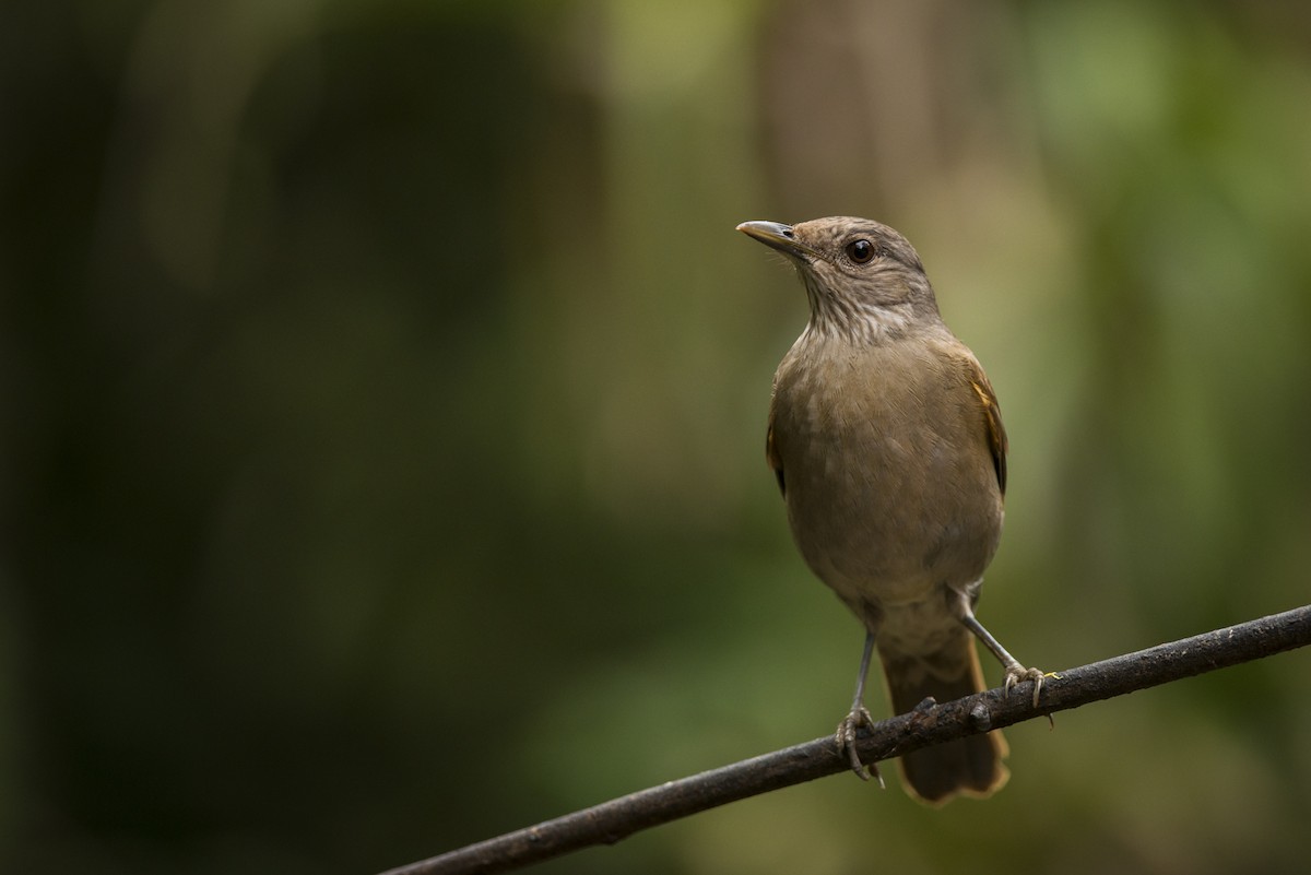 Pale-breasted Thrush - ML104232161