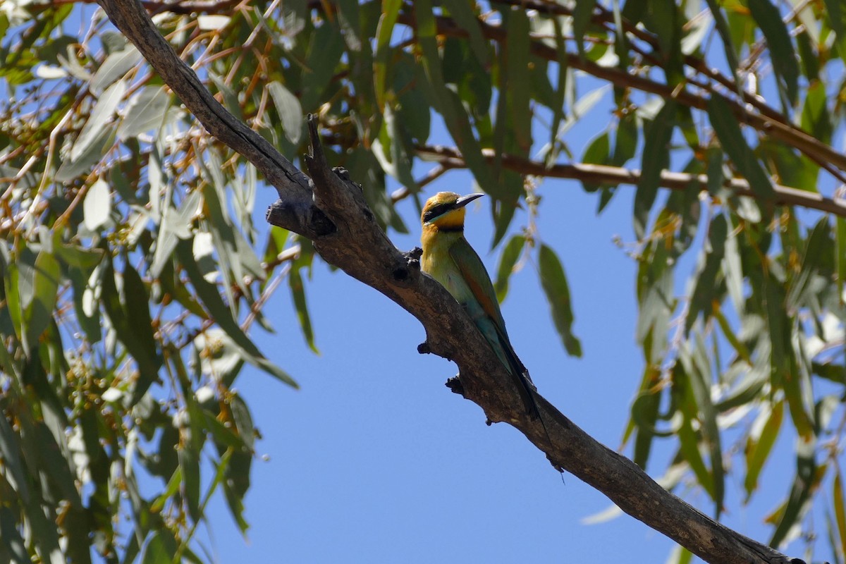 Rainbow Bee-eater - ML104232971