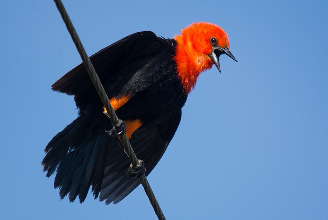 Scarlet-headed Blackbird - LUCIANO BERNARDES
