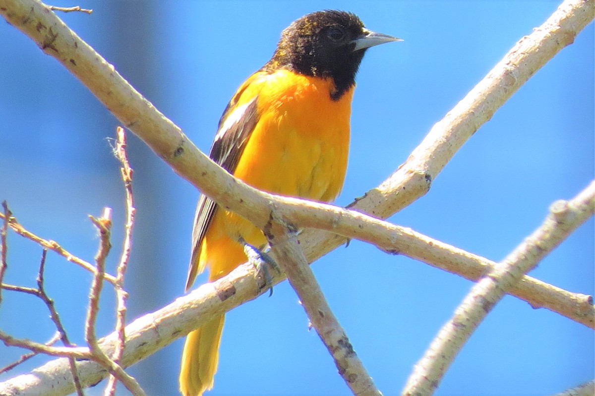 Baltimore Oriole - Mike Blancher