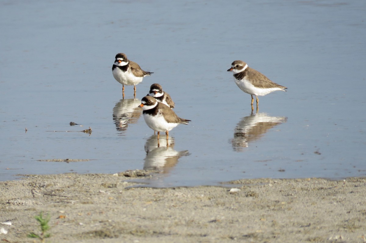 Semipalmated Plover - ML104235551