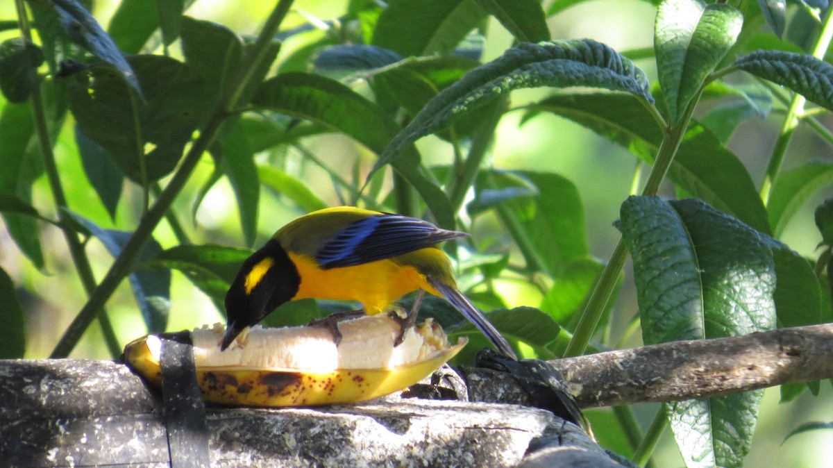 Black-chinned Mountain Tanager - Mike Hearell