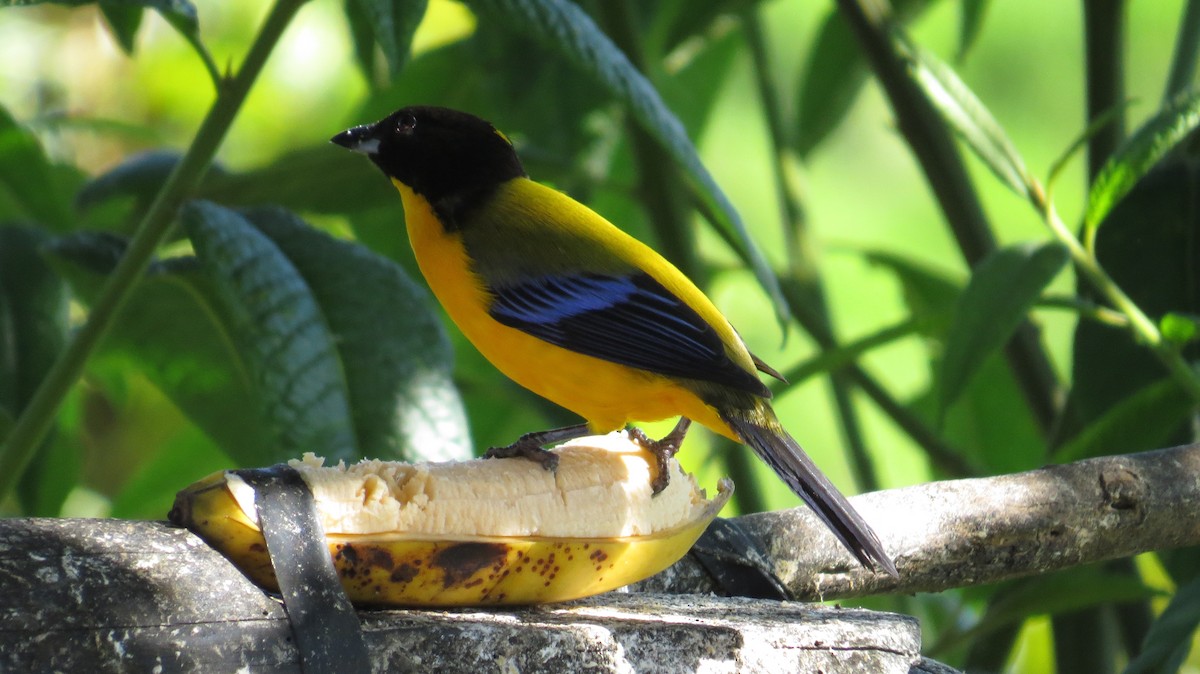 Black-chinned Mountain Tanager - ML104236771