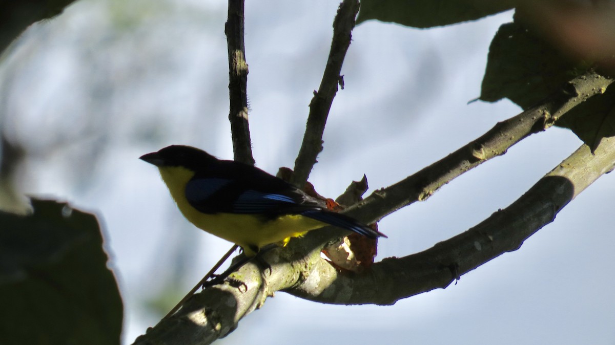 Blue-winged Mountain Tanager - Mike Hearell