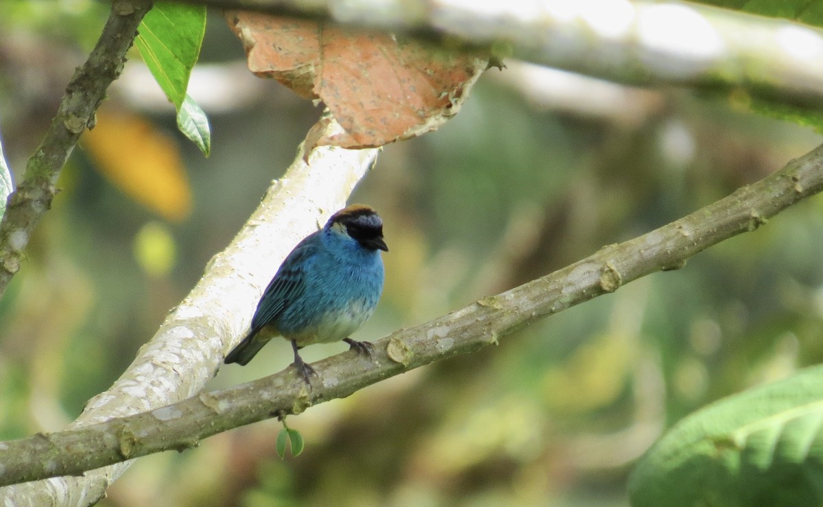 Golden-naped Tanager - ML104237151