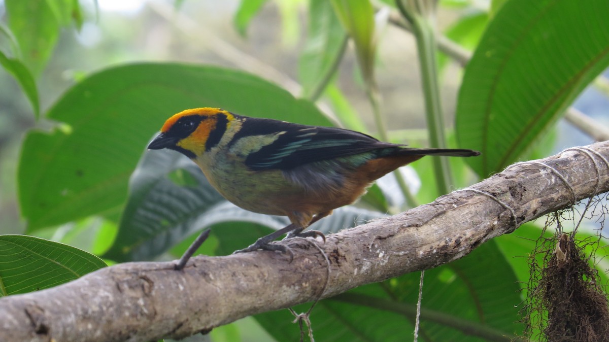 Flame-faced Tanager - ML104237261