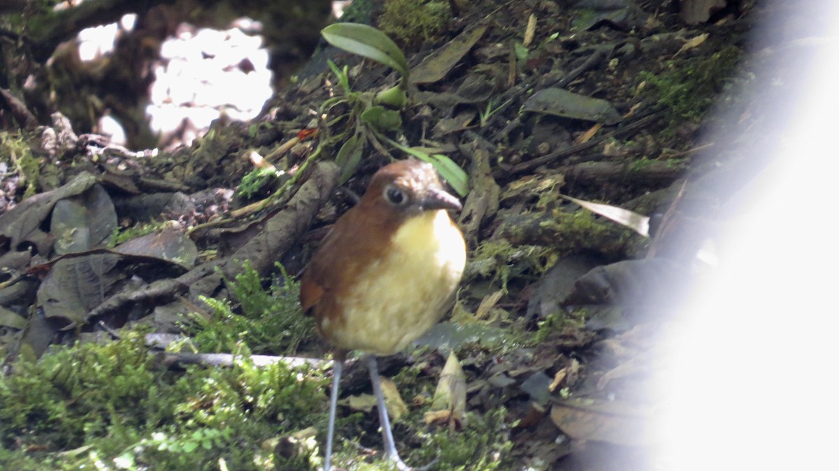 Yellow-breasted Antpitta - Mike Hearell