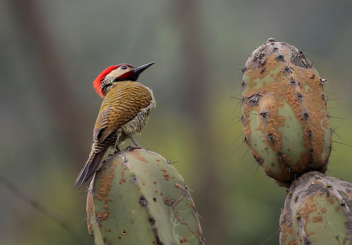 Black-necked Woodpecker - ML104238851