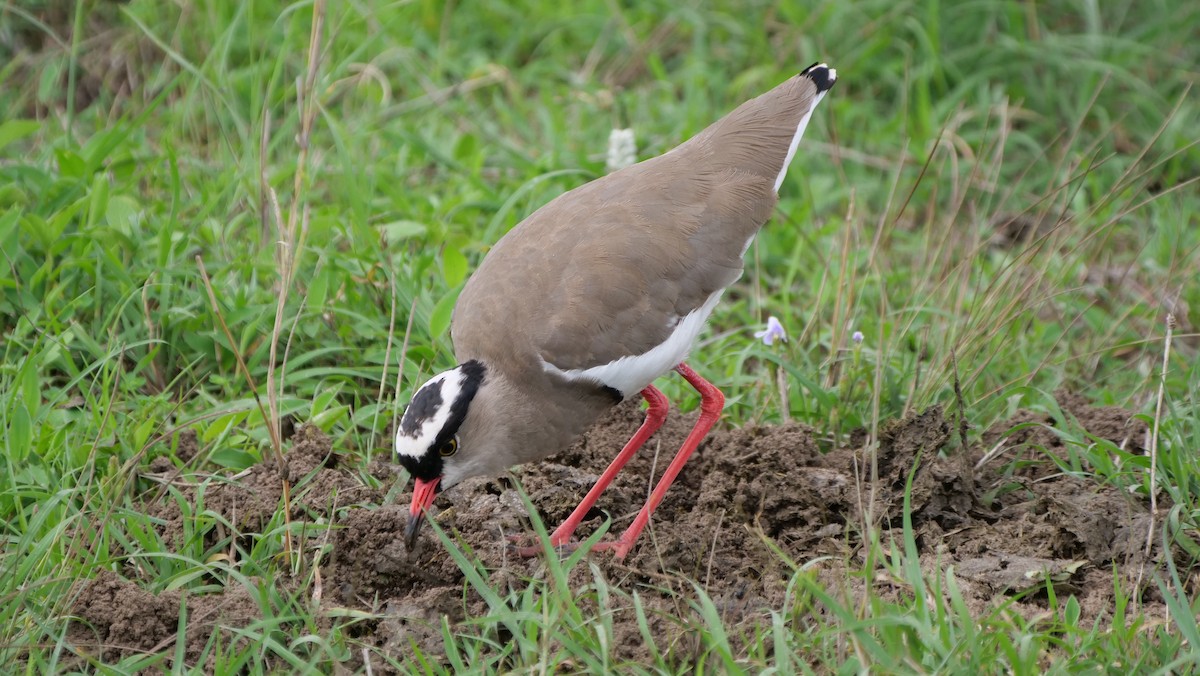Crowned Lapwing - ML104239771