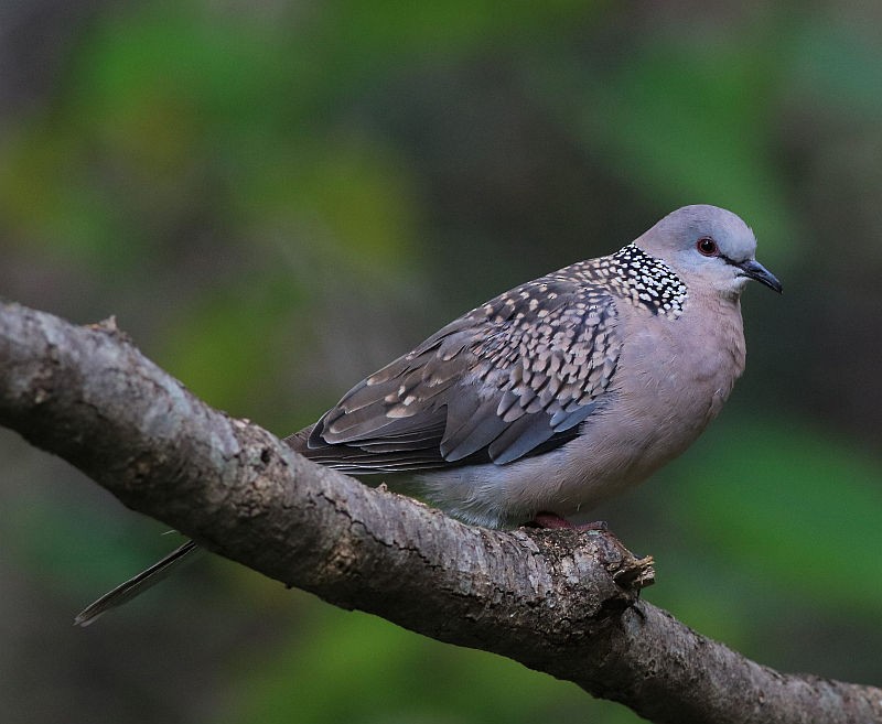 Spotted Dove - Kaajal Dasgupta