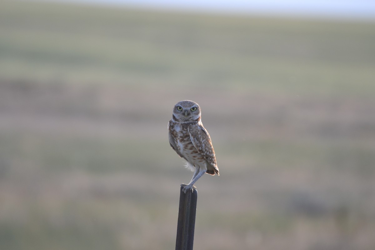 Burrowing Owl - ML104240981