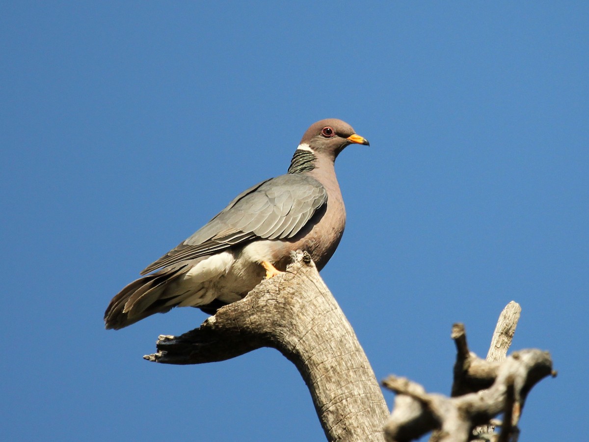 Band-tailed Pigeon - Justin Watts