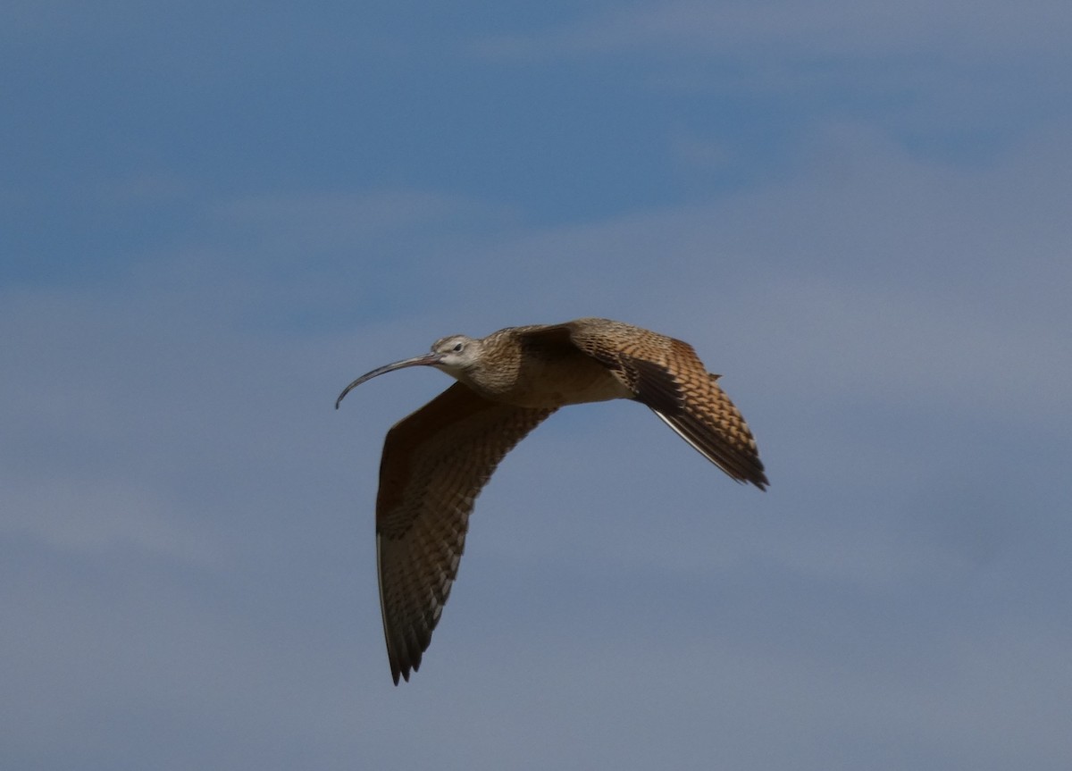 Long-billed Curlew - Christopher Rustay