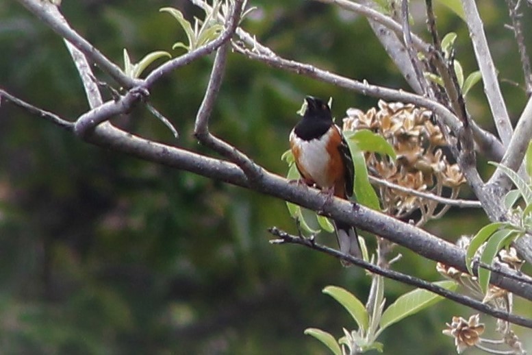 Spotted Towhee - ML104249731