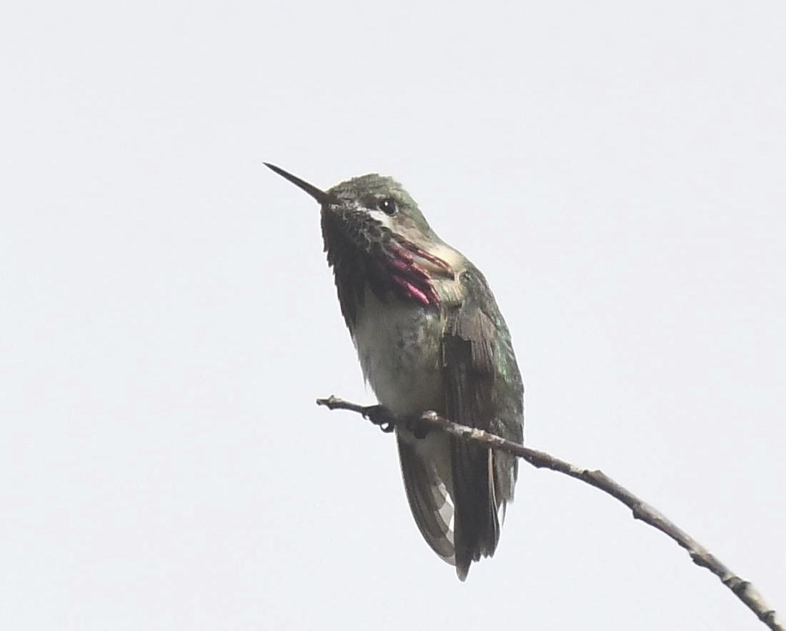 Calliope Hummingbird - ML104249741