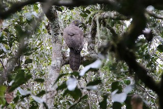  - Madagascar Serpent-Eagle