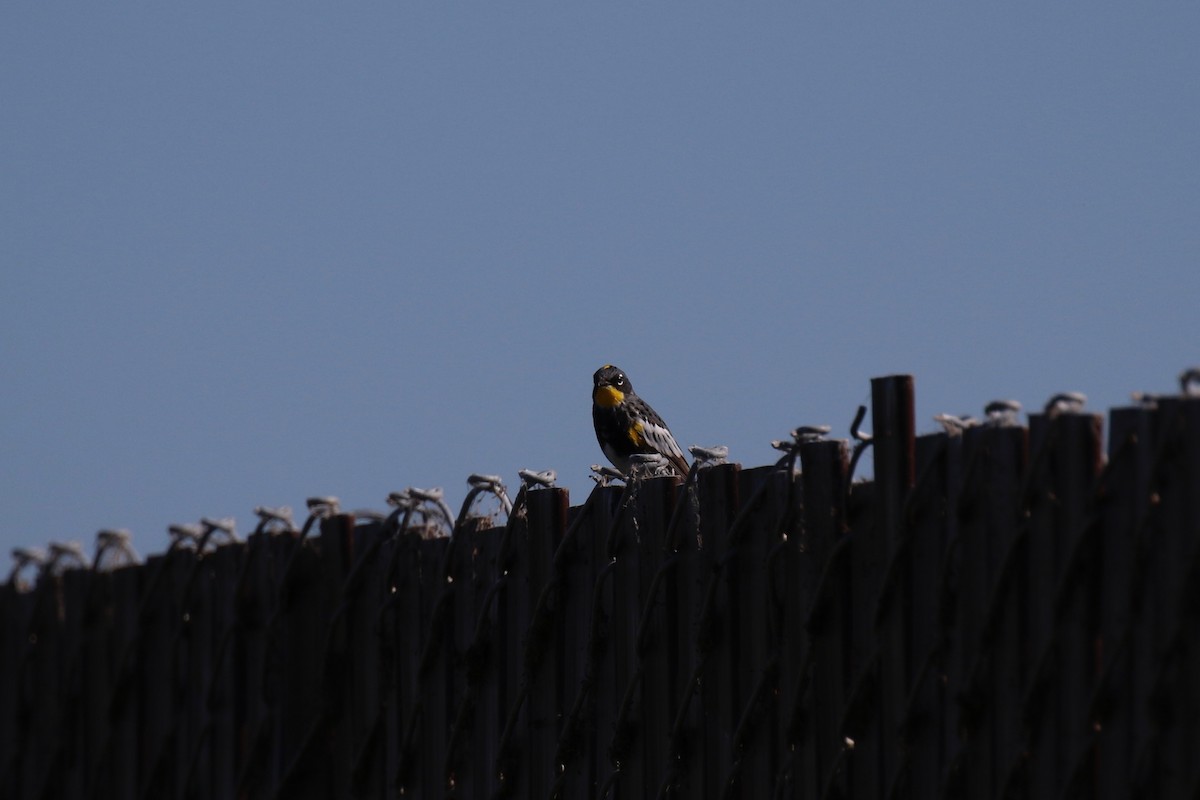 Yellow-rumped Warbler (Audubon's) - ML104254981