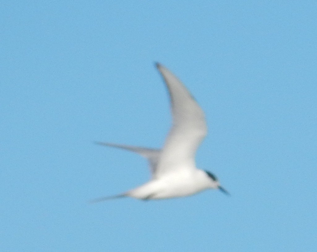 Arctic Tern - Peter Paul