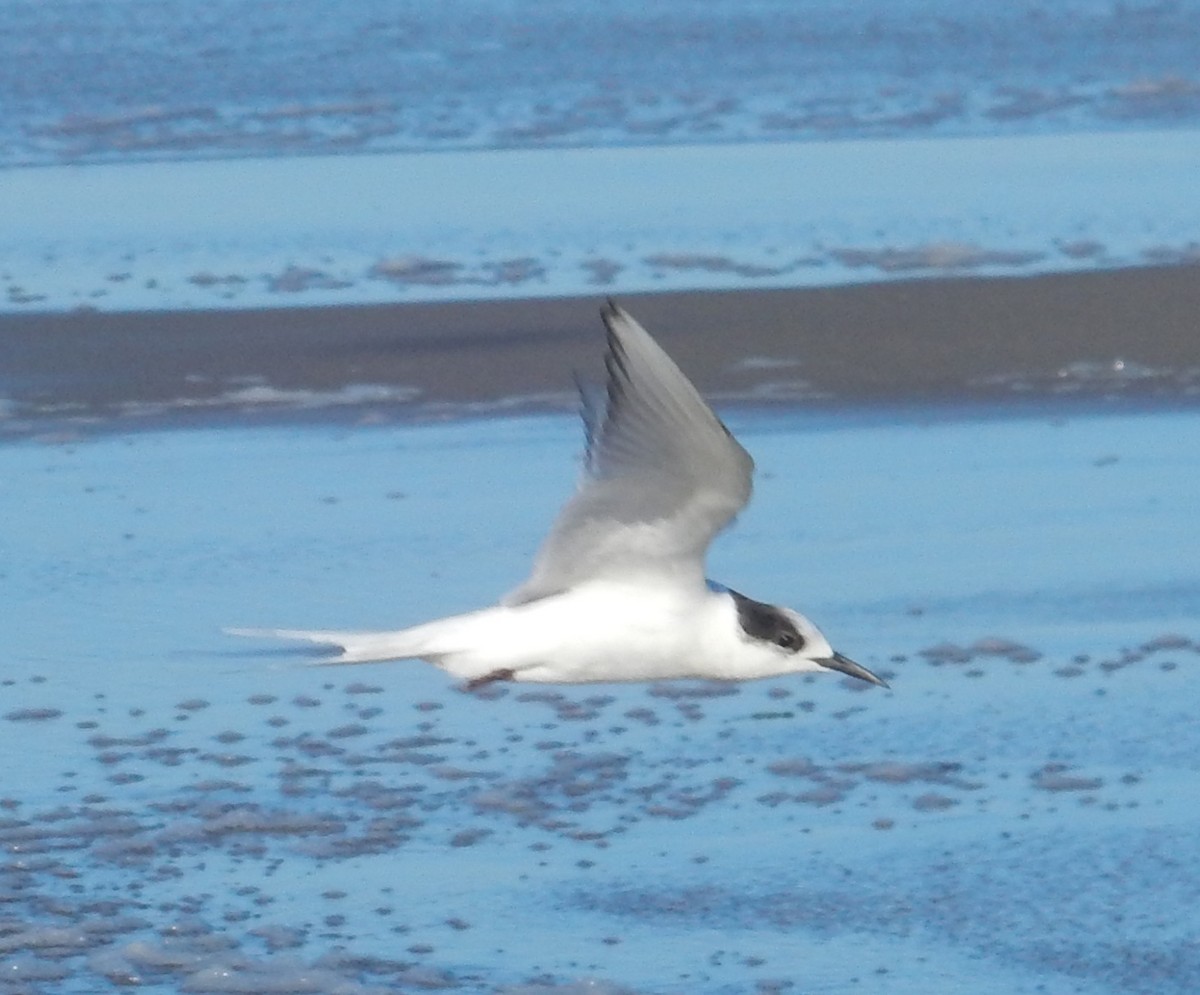 Arctic Tern - ML104255391